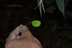 Kingiodendron pinnatum